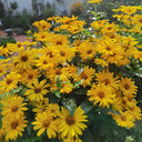 Heliopsis helianthoides Seeds, 100 Seeds