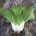 'Huanghe 437' Bok Choy Seeds, 10g