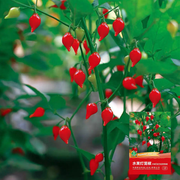 Fruit-flavored Lantern Pepper Seeds, 20 Seeds