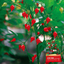 Fruit-flavored Lantern Pepper Seeds, 20 Seeds
