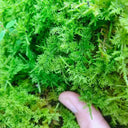 Short-stemmed Moss Seeds, 500 Seeds