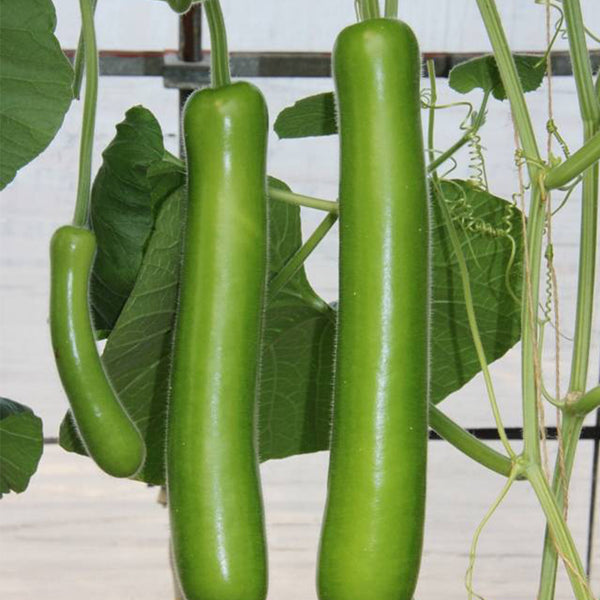 Bottle Gourd Seeds, 3g Per Bag