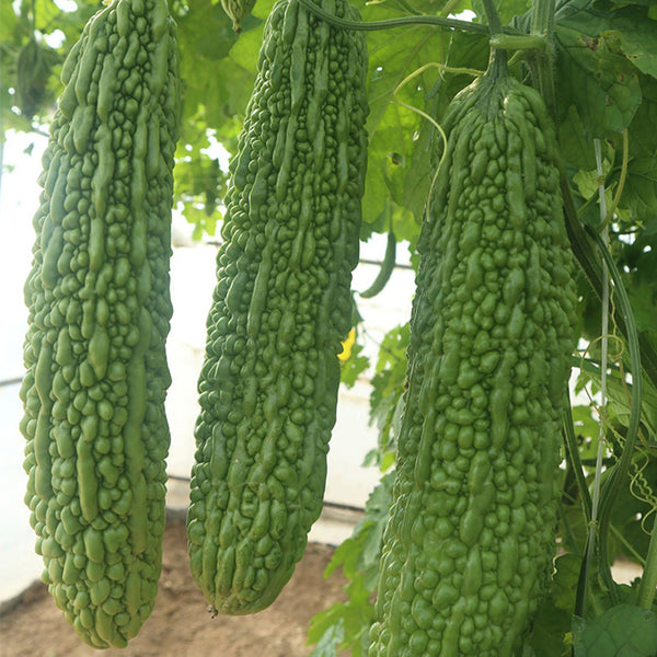 ‘Saibi’ Green Bitter Gourd Seeds, 20 Seeds