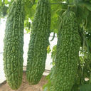 ‘Saibi’ Green Bitter Gourd Seeds, 20 Seeds