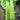 Double-tip Stem Lettuce Seeds, 10g