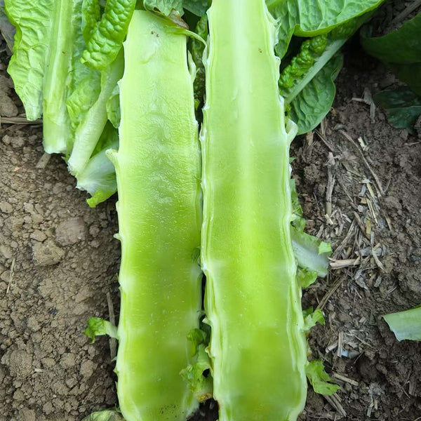 Double-tip Stem Lettuce Seeds, 10g