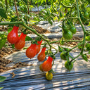 32 Elf's Tear F7 Tomato, 5 Seeds