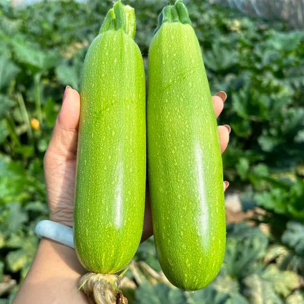 'Wansheng Chunqiubao' Zucchini Seeds, 10g