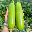 'Wansheng Chunqiubao' Zucchini Seeds, 10g