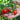 553 Little Heartbreaker Tomato, 5 Seeds