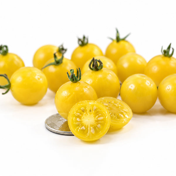 966 Coyote Tomato, 5 Seeds