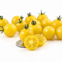 966 Coyote Tomato, 5 Seeds