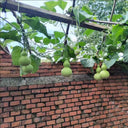 Hezhichun 'Slender Waist' Bottle Gourd, 10 Seeds