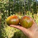 Siegel's Dark Striped Tomato, 20 Seeds