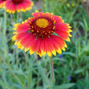 Perennial Gaillardia, 500 Seeds