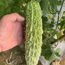 Jiemei 15 Bitter Gourd, 10 Seeds
