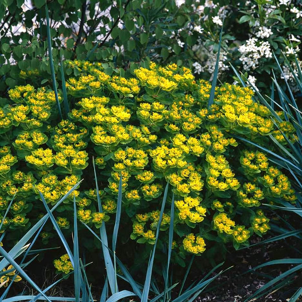 Cushion Spurge, 5 Seeds