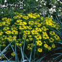 Cushion Spurge, 5 Seeds
