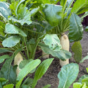 'Zao Luobo No. 13' White Radish Seeds, 20g