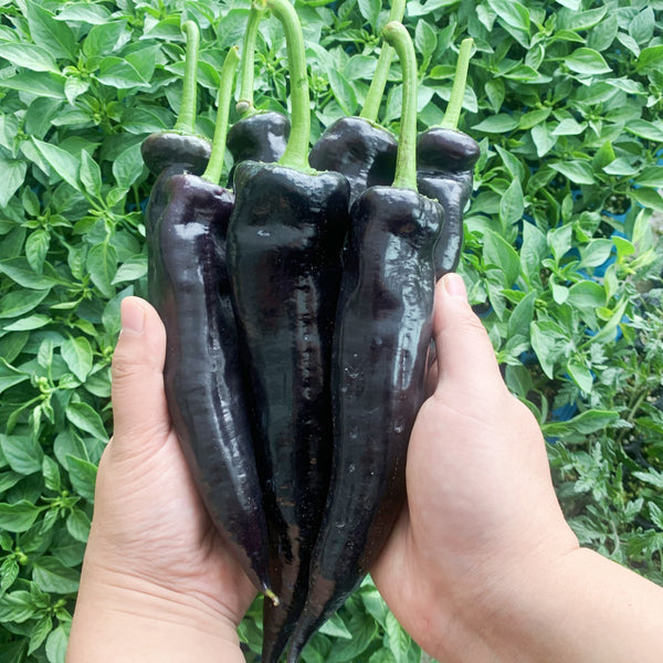 Purple Pepper Seeds (F1 Hybrid), 20 Seeds