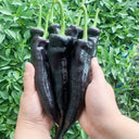 Purple Pepper Seeds (F1 Hybrid), 20 Seeds