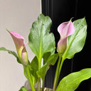 'Dreamland' Calla Lily, 18/20cm Circumference, 1 Bulb