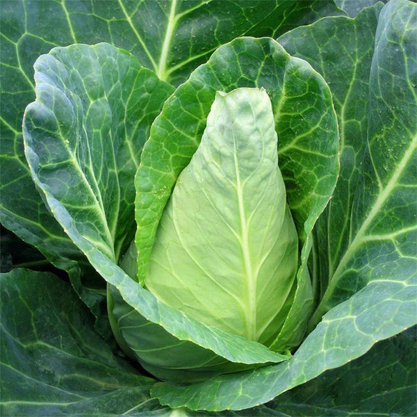 Xingyou Chunfeng Cabbage Seeds, 2g
