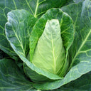 Xingyou Chunfeng Cabbage Seeds, 2g