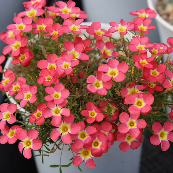 Oxalis 'Scarlet Witch', 1 Bulb