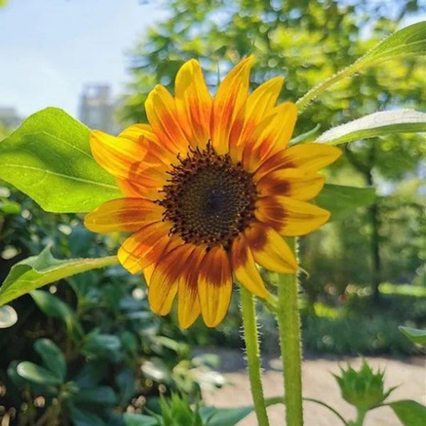 HEL10 Mixed Color Sunflower, 50 Seeds