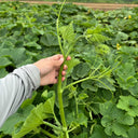 Feizai Pumpkin Shoot Seeds, 20g