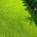 Creeping Bentgrass Seeds, 30 Grams ≈ 6500 Seeds