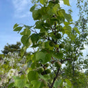 Xanthoceras sorbifolium, 20 Seeds