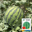 "Bingchuan Meidu" Watermelon Seeds, 20 Seeds