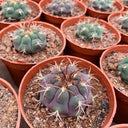 Gymnocalycium pflanzii var. albipulpa, 4-5cm