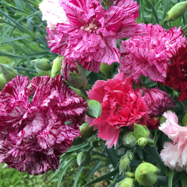 Frilly Mixed Carnation, 10 Seeds