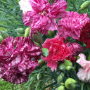 Frilly Mixed Carnation, 10 Seeds