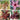 Carrion Flower Seeds, 10 Seeds