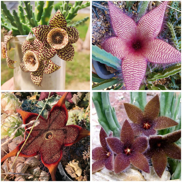 Carrion Flower Seeds, 10 Seeds