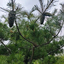 Huashan Pine, 50 Seeds