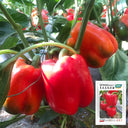 Red Bell Pepper Seeds, 20 Seeds