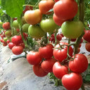 Pink Emperor Tomato Seeds, 1000 Seeds