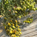 Crazy Gu Yuelin F4 Tomato, 5 Seeds