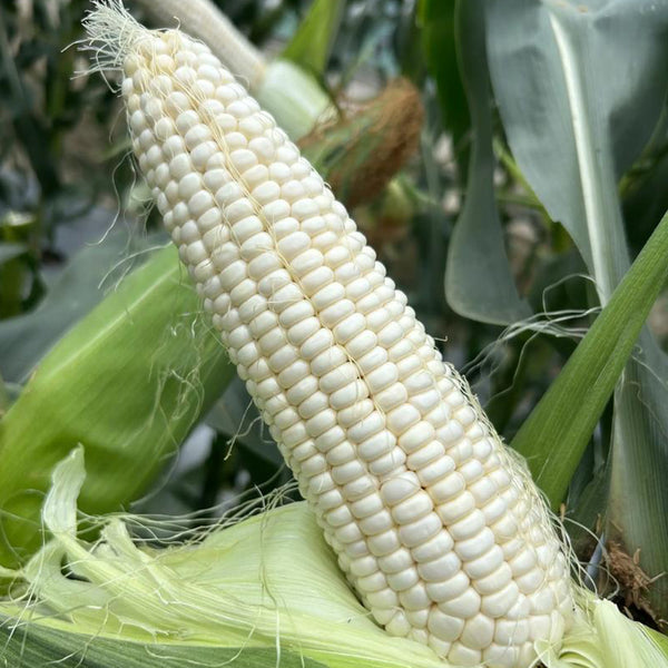 Huanuo No.2 Waxy Corn Seeds, 200g