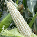 Huanuo No.2 Waxy Corn Seeds, 200g