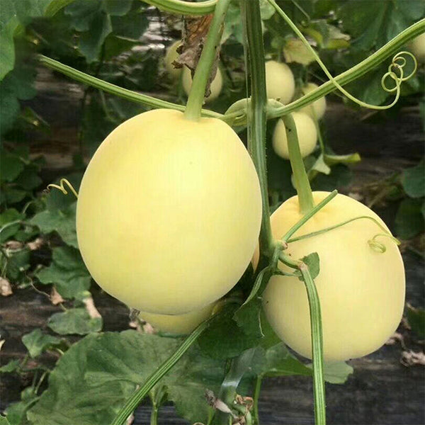 Pale Yellow Crispy Melon Seeds, ~100 Seeds