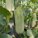 Flying 61' Yangjiao Melon Seeds, 20 Seeds