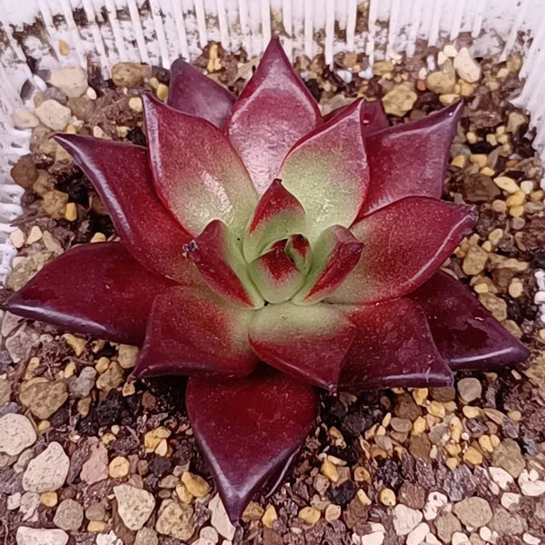 Echeveria cv. 'Robin', 2pcs x 1-head