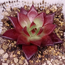 Echeveria cv. 'Robin', 2pcs x 1-head