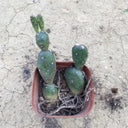 Opuntia debreczyi 'Little Clay Figure', 4-6cm